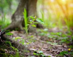 Young sprout in the spring forest
