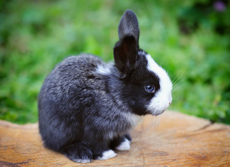 Funny baby rabbit on a stump