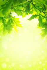 Green leaves background