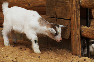 Naklejka na ściany i meble goat little