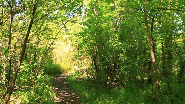 Slow walking  in sunny  wood with shadow. Steadicam shot