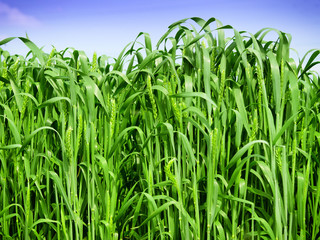 Fototapeta premium Wheat field