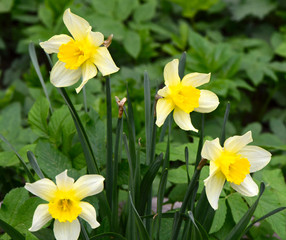 daffodils in spring garden