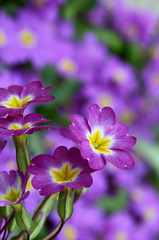 Flower lilac primrose a background