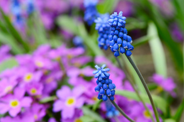 Blue spring flowers in the garden