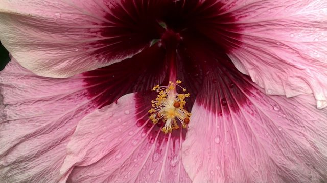 Big pink flower of Hibiscus (Rose of Sharon).