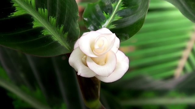 Calathea warscewiczii flower.