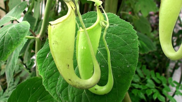 Pitchers of Nepenthes  (Insectivorous Plant).