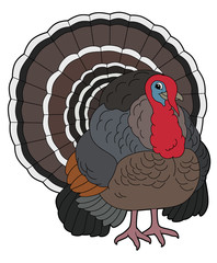 Cartoon animal - turkey - flat coloring style