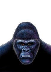 Gorilla isolated