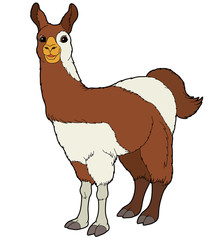 Cartoon animal - llama - flat coloring style © agaes8080