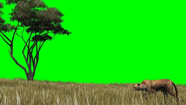 Cheetah sneaks through the savannah -  green screen