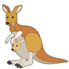 Cartoon animal - kangaroo - illustration for children