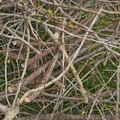 Pile of tree branches