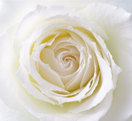 バラ、薔薇