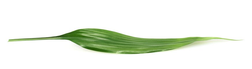 Palm tree leaf isolated