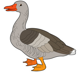 Cartoon animal - goose - illustration for the children