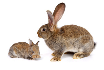 Mother rabbit with newborn bunny