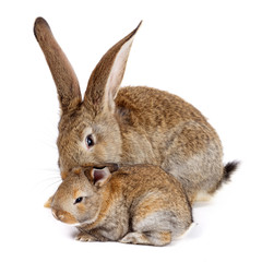 Obraz premium Mother rabbit with newborn bunny