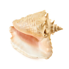 Seashell isolated over the white