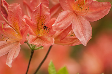 Jewels of spring