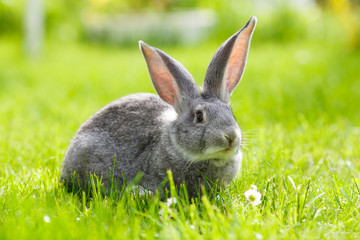 Gray rabbit in green grass