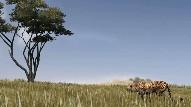 Cheetah sneaks through the savannah