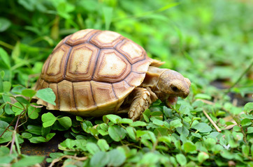 african spurred sulcata