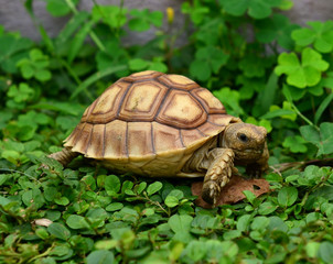 african spurred sulcata