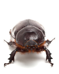 big beetle