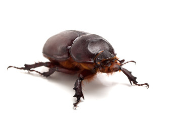 big beetle