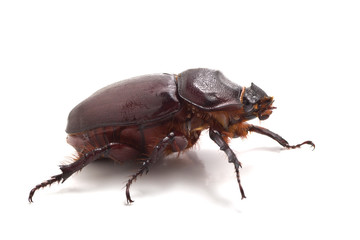 big beetle