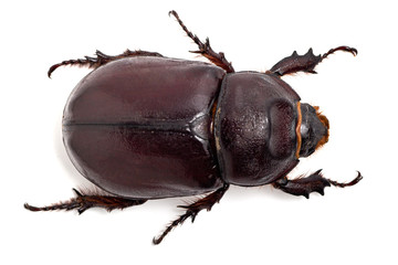 big beetle