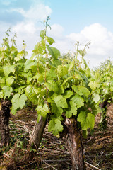 Vignoble nantais à Monnières au printemps - Loire Atlantique