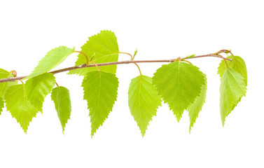 silver birch yougn leaves