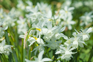 narcissi