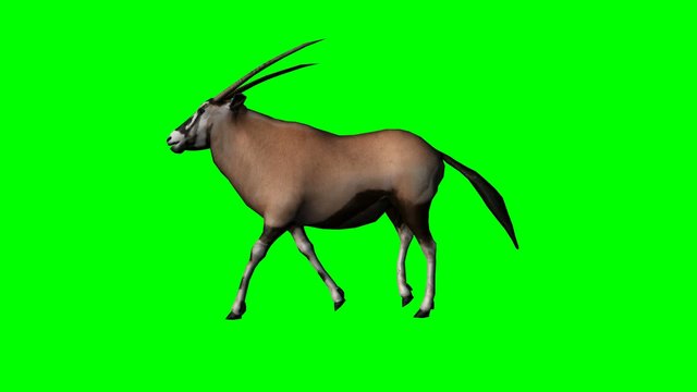 gemsbock antelope walking - green screen
