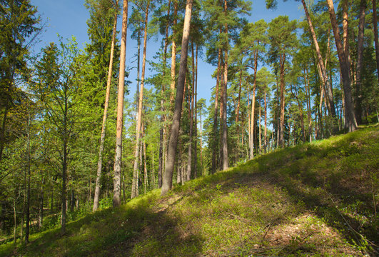 pine forest