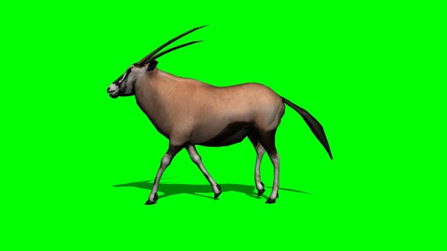gemsbock antelope walking with shadow - green screen
