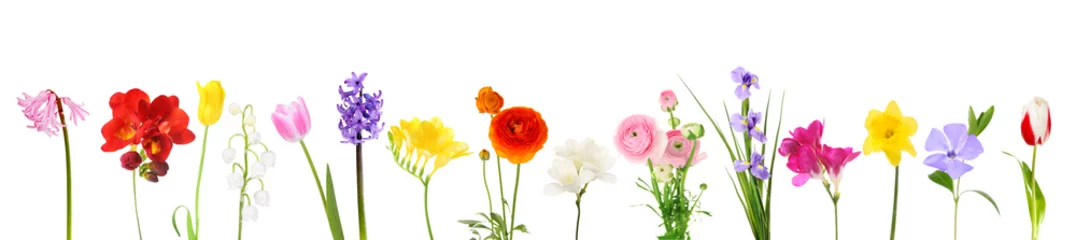 Wall murals Flowers Fresh spring flowers isolated on white