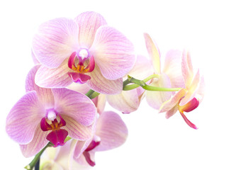 oranje orchidee in de pot geïsoleerd
