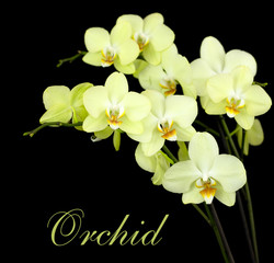 group of yellow orchids