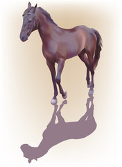 Fototapeta na wymiar brown horse with shadow on light background