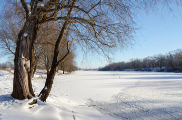 Old tree on the bank of the snow river