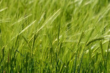 Fototapeta premium Ähren im Wind