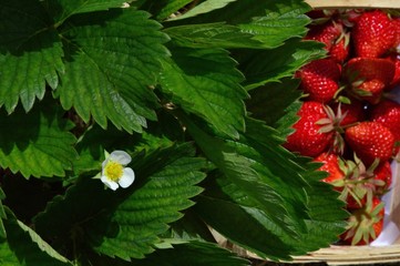 Erdbeerbl&uuml;te und Ernte