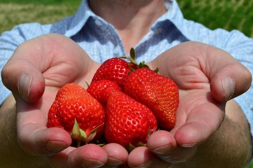 Erdbeeren vom Bauern