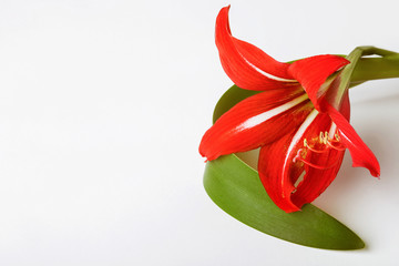 red lily on the table