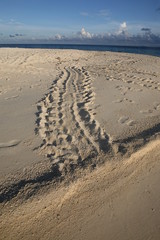 Spuren von Seeschildkröten im Sand