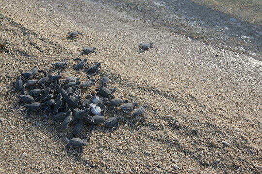 Turtle Hatchling - Sandakan Island